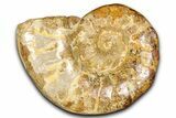 Jurassic Ammonite (Euaspidoceras) Fossil - Madagascar #365337-1